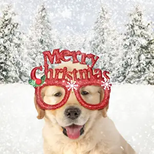 Merry Prints: DOG - Golden Retreiver puppy 7 weeks old wearing Merry Christmas glasses