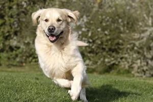 Retreivers Gallery: Dog - Golden Retreiver - running