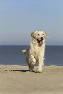 Dogd Prints: Dog - Golden Retreiver running on beach