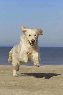 Images Dated 27th April 2010: Dog - Golden Retreiver running on beach