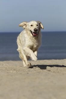 Images Dated 27th April 2010: Dog - Golden Retreiver running on beach