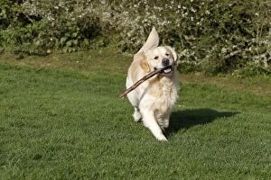Retreivers Gallery: Dog - Golden Retreiver - running - with stick