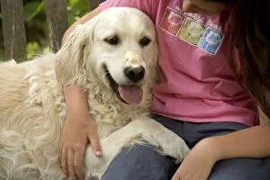 Images Dated 26th June 2005: Dog - Golden Retrevier with girl