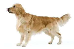 Dog - Golden Retriever