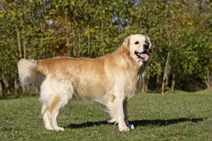 Dog - Golden Retriever