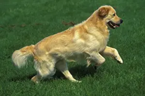 Dog - Golden Retriever