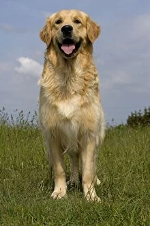 Images Dated 1st June 2006: Dog - Golden Retriever