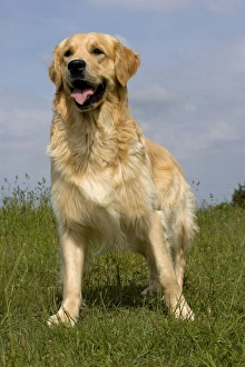 Images Dated 1st June 2006: Dog - Golden Retriever