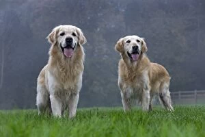 Images Dated 13th November 2011: Dog - Golden Retriever
