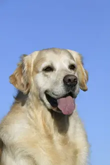 Dog - Golden Retriever