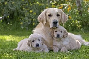 Dog - Golden Retriever adult and puppies