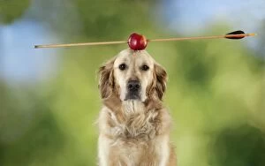 Apples Gallery: Dog - Golden Retriever with an apple on head with arrow
