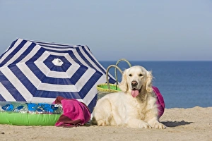 Images Dated 29th August 2012: Dog - Golden Retriever - on the beach