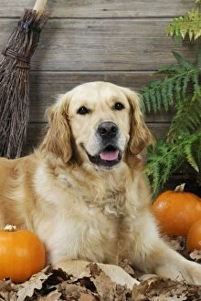 Images Dated 7th October 2009: DOG. Golden retriever with broom and pumpkins