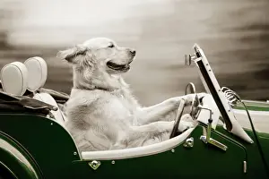 Drive Prints: DOG - Golden retriever in car Digital Manipulation: colour change