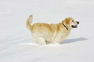 Dog - Golden Retriever - in deep snow