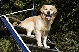 Dog - Golden Retriever at dog training school