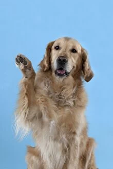 Images Dated 14th December 2012: DOG - Golden retriever doing high-five