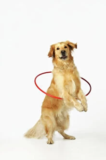 Images Dated 7th October 2009: DOG. Golden retriever doing hoola hoop