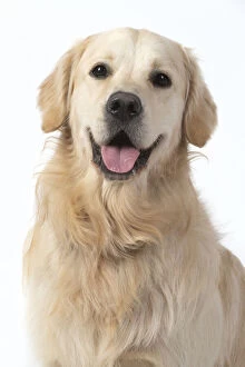 Images Dated 11th March 2020: DOG. Golden Retriever, face, expression, studio