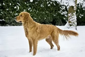 Dog - Golden Retriever in garden - in snow