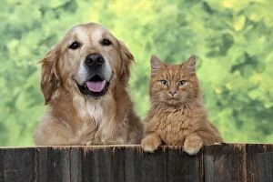 Images Dated 12th November 2013: DOG - Golden Retriever with ginger cat - looking over fence