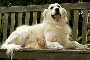 Dog - Golden Retriever and ginger kitten
