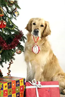 Baubles Prints: DOG - Golden retriever hold christmas bauble in mouth