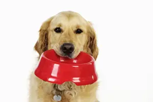 With Bowl Prints: Dog. Golden Retriever holding a bowl