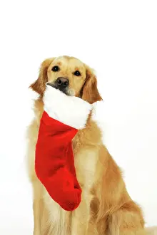 Holding Prints: DOG. Golden retriever holding christmas stocking in mouth
