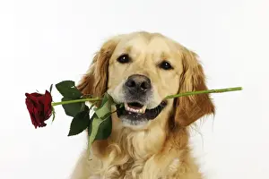 DOG. Golden retriever holding rose (head shot)