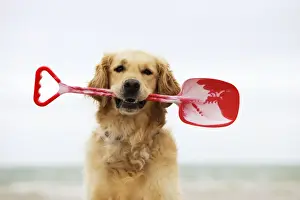 DOG. Golden retriever holding spade