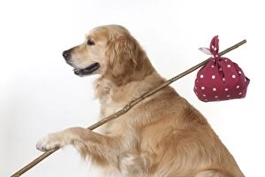 Images Dated 12th November 2012: Dog - Golden Retriever holding a stick with a spotted
