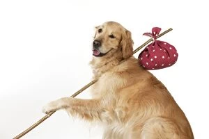 Images Dated 12th November 2012: Dog - Golden Retriever holding a stick with a spotted