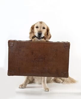 Images Dated 14th December 2012: DOG - Golden retriever holding suitcase