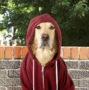 Images Dated 12th November 2012: DOG - Golden Retriever in a Hoodie
