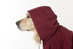 Images Dated 12th November 2012: Dog - Golden Retriever in a Hoodie