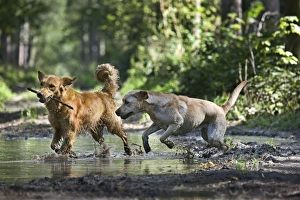 Images Dated 14th September 2011: Dog - Golden Retriever and Labrador - running through muddy puddles in forest