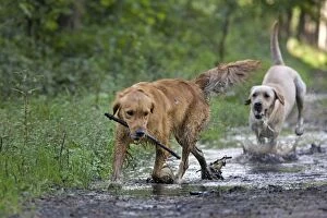 Images Dated 14th September 2011: Dog - Golden Retriever and Labrador - running through muddy puddles in forest