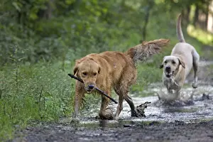 Walk Prints: Dog - Golden Retriever and Labrador - running through muddy puddles in forest