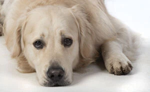 Images Dated 11th March 2020: DOG. Golden Retriever, laying down, sad eyes