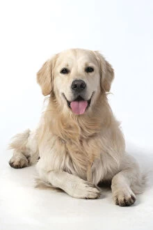 Images Dated 11th March 2020: DOG. Golden Retriever, laying down, smile, studio