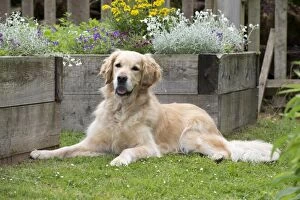 Images Dated 12th June 2013: DOG - Golden retriever laying in the garden
