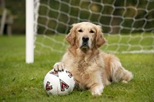 DOG - Golden retriever laying in goal with a footbal
