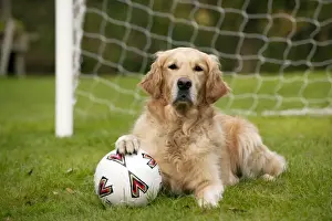Nets Prints: DOG - Golden retriever laying in goal with a football
