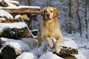 DOG. Golden retriever laying on snow covered logs