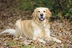 DOG. Golden retriever in leaves