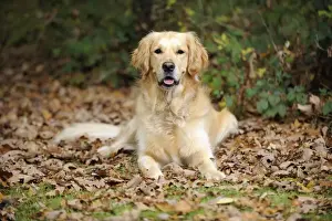 DOG. Golden retriever in leaves