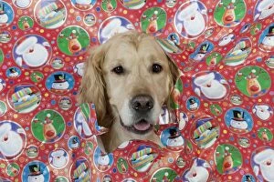 Images Dated 14th December 2012: DOG - Golden retriever looking through a hole in
