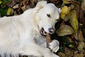 Sticks Prints: Dog - Golden Retriever lying down in autumn leaves chewing on a stick